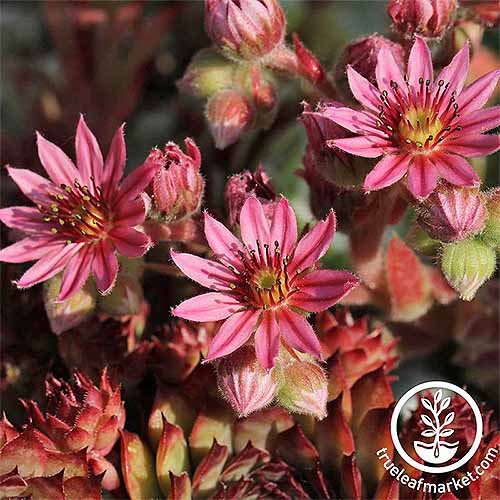 Sempervivum with spiky pink flowers and reddish green foliage.