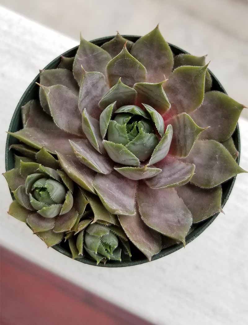 Top-down shot of one large and two small purple and green Sempervivium plants in a small plastic container, on a white windowsill.