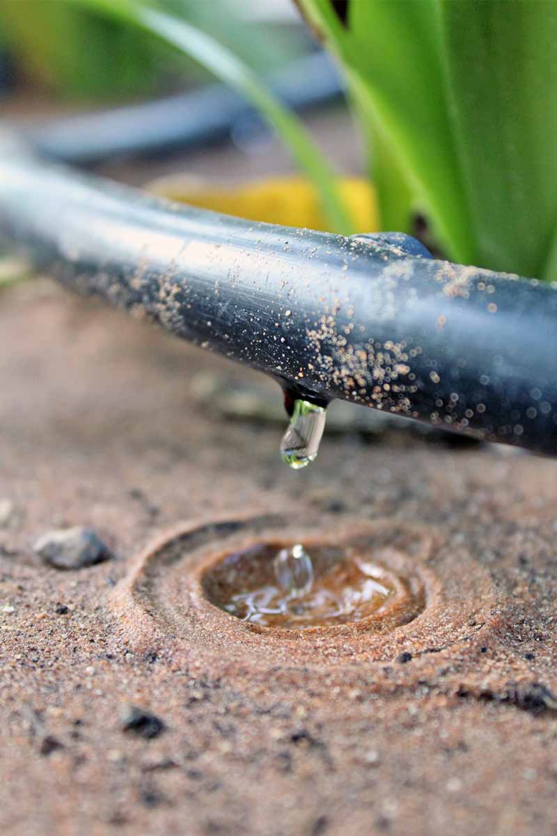 A black irrigation hose with a hole in it that is dripping water into a small puddle in sandy brown soil.