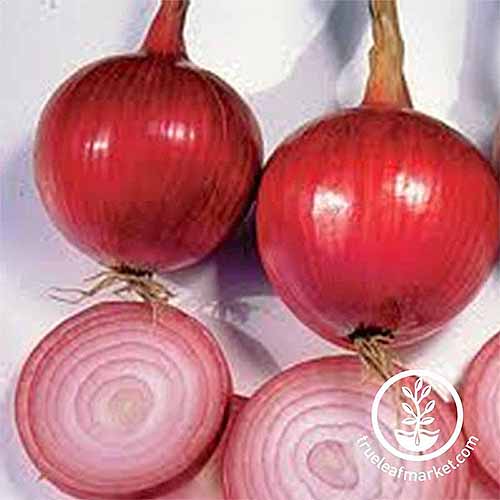 Two whole and three slices of 'Southport Red Globe' onion.
