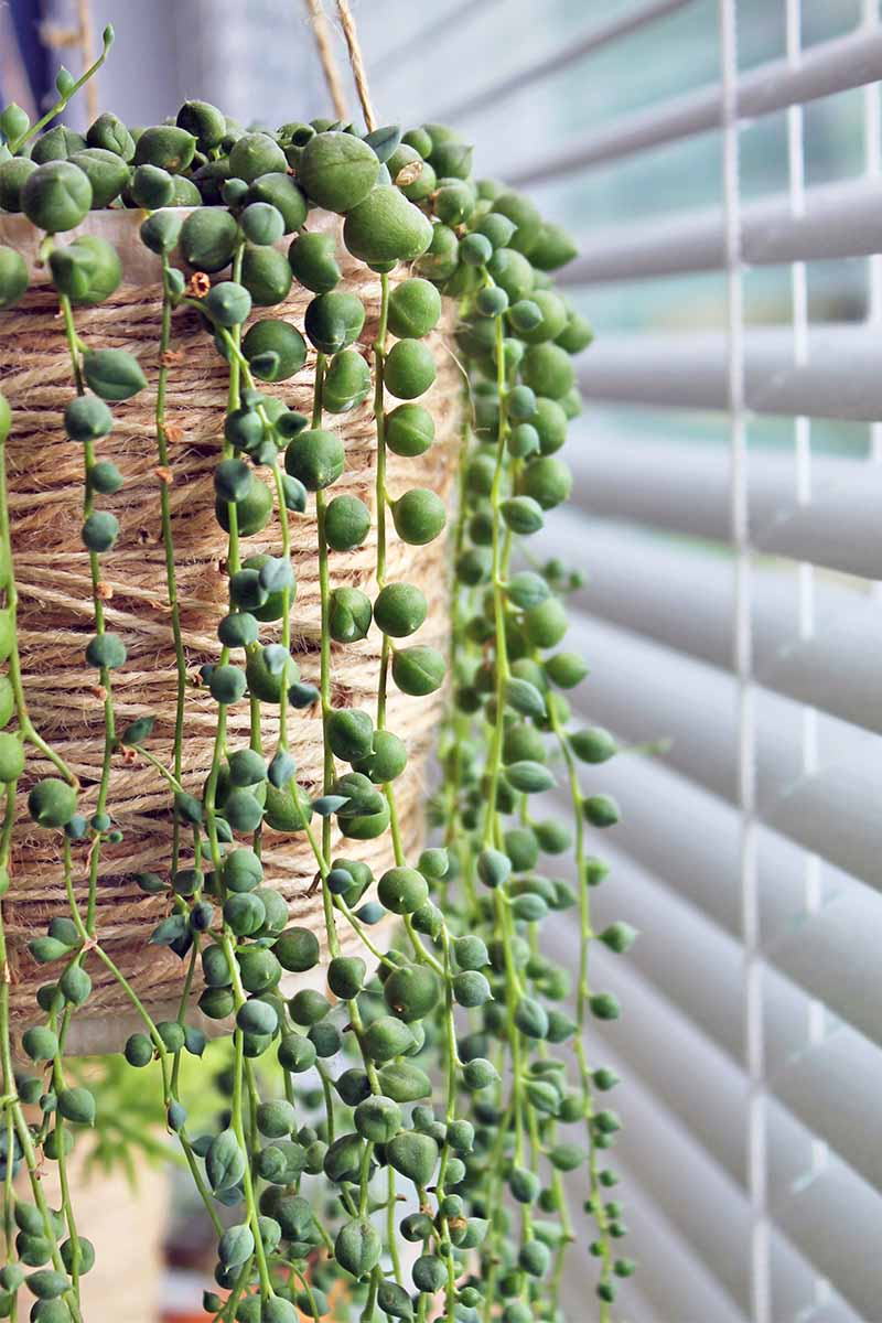 Green string of pearls plant trailing down the side of a light brown wicker hanging planter, next to a window covered with white venetian blinds.