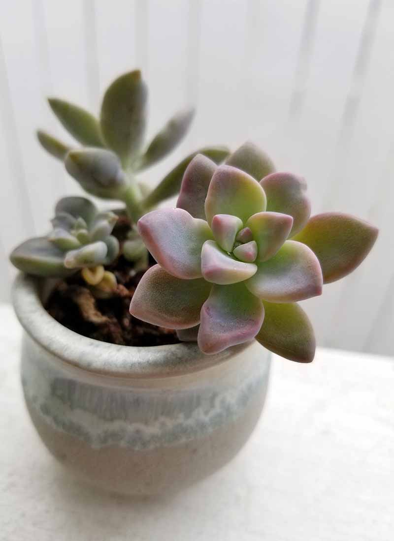 A small succulent plant in shade of purple, blue, and green, in a small ceramic pot on a white deck rail.