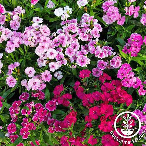 Magenta, pink, and white 'Telstar' Dianthus flowers.