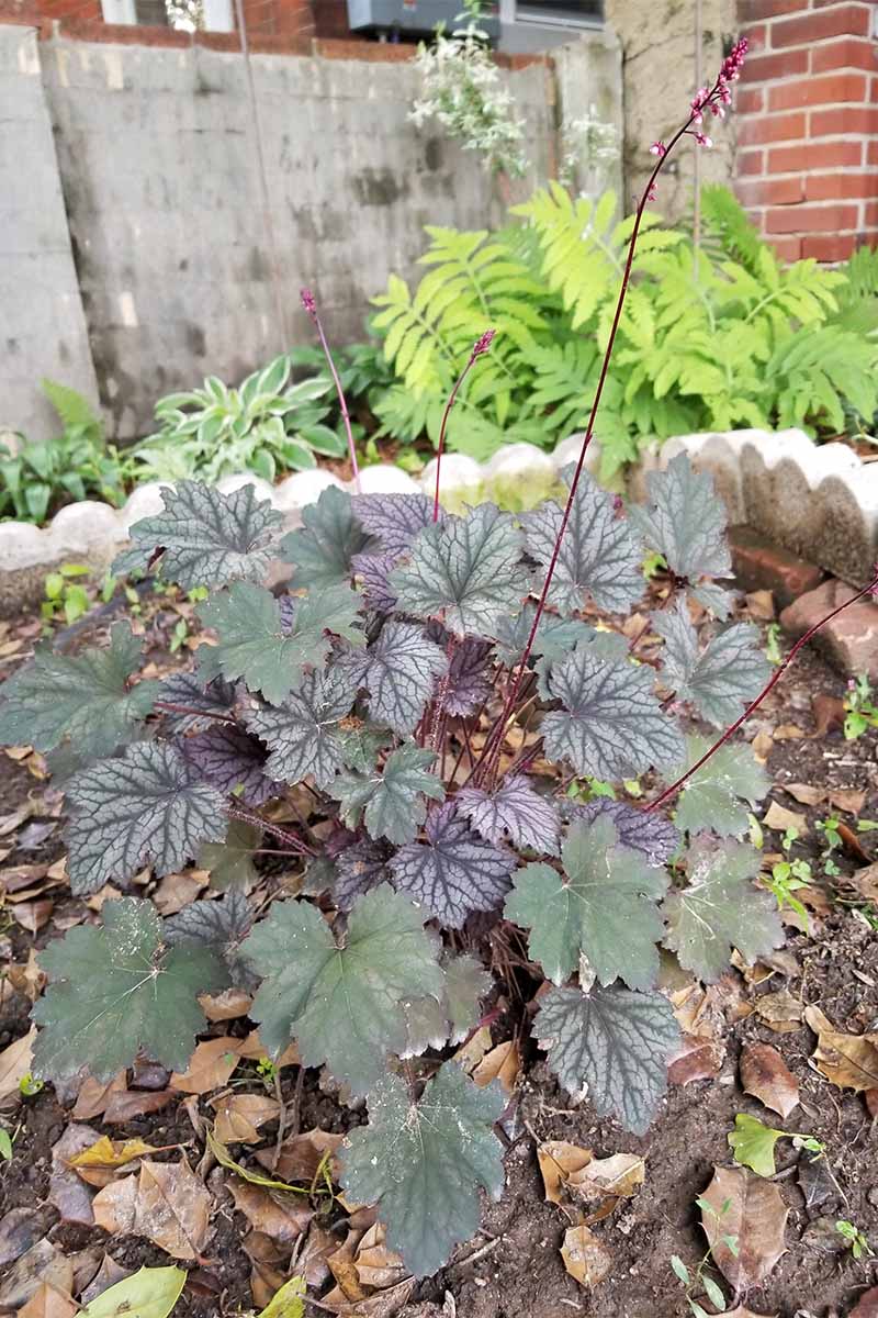 Dark green and burgundy coral bells with small flowers on long stalks, in a garden bed with brown, dried leaves, a cement border, and a brick and cement walls in the background.