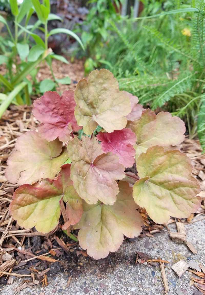 Pale green and pink Heuchera in a garden bed with ferns and other plants.