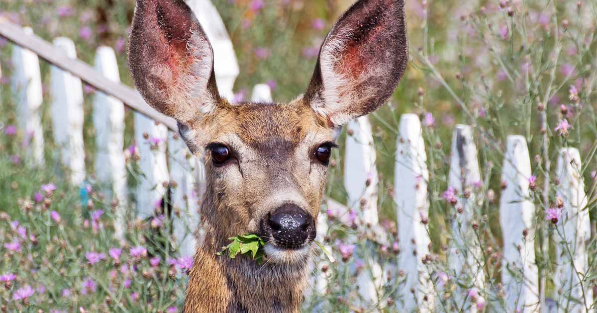 The Best Tips For Deer Proofing Your Garden Gardener S Path