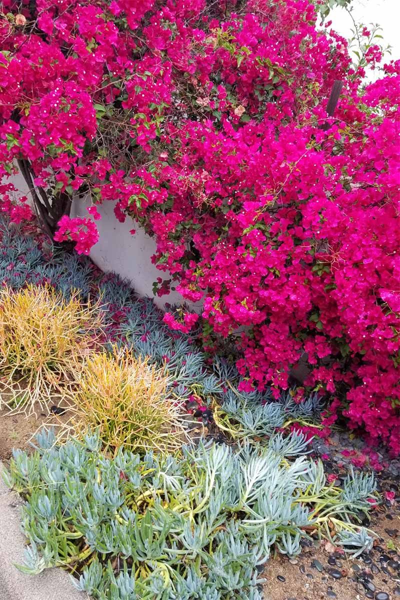 Magenta bougainvillea, and green and yellow succulents, growing along a white fence next to a cement curb outdoors.