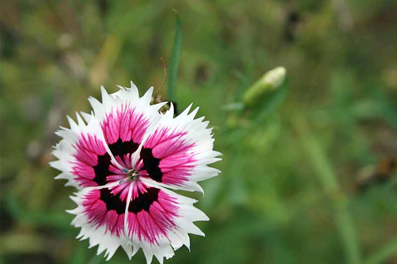 Pink and white dianthus flower with a black center and petals with serrated edges, on a green background of foliage in shallow focus.