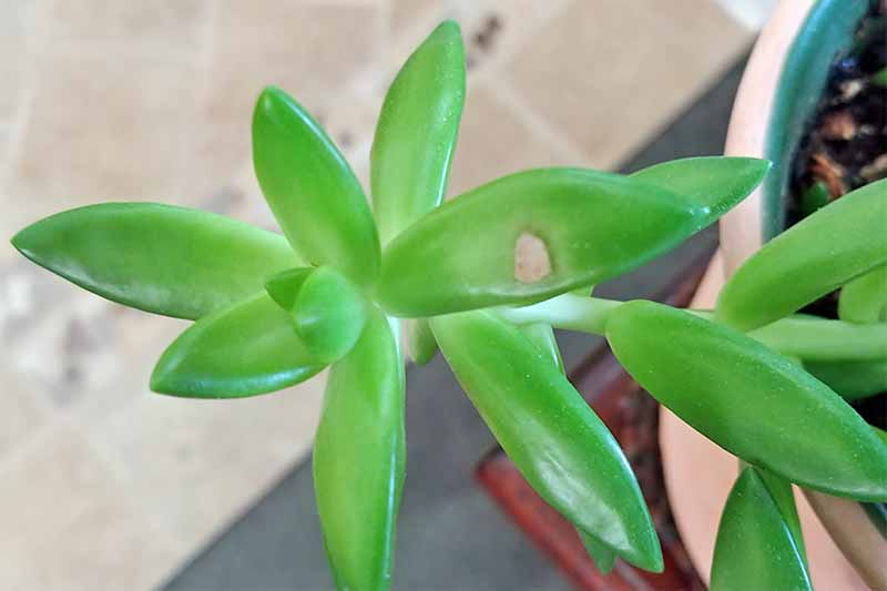 A brown spot of scale on a green potted succulent plant.