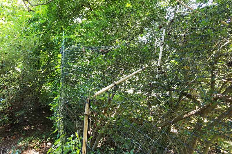 Damaged deer fencing with a broken bamboo support, with foliage in the background.