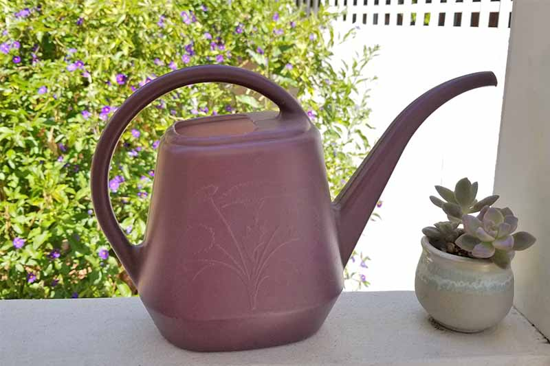 A purple watering can on a white deck railing beside a small potted succulent, with a purple flowering potato plant growing along a white fence in the background.