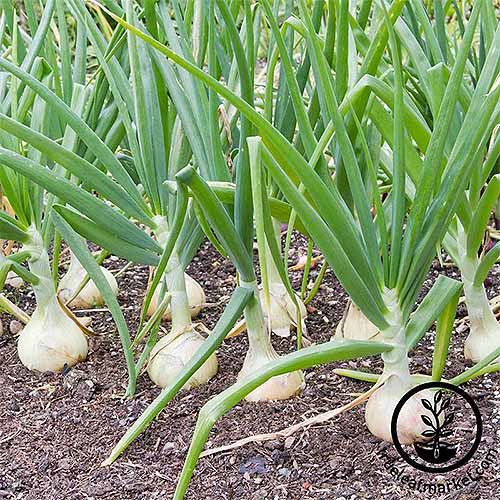 'White Grano' onions with green tops, growing in brown soil.