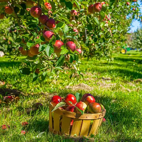 A garden scene of a basket underneath an apple tree filled with freshly harvested fruit.