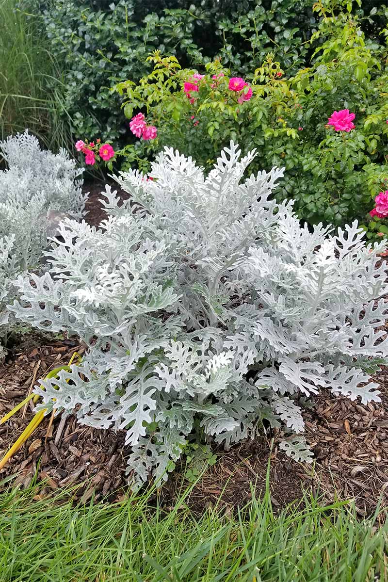 Dusty miller is the focal point, with another smaller but nearly identical plant in the background, next to green foliage and pink flowers, planted in soil topped with brown wood mulch, with a green lawn in the foreground.