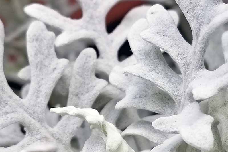 Extreme closeup of silver-white dusty miller leaves.