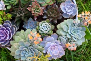 Top down view of a collection of various multicolored succulent plants.