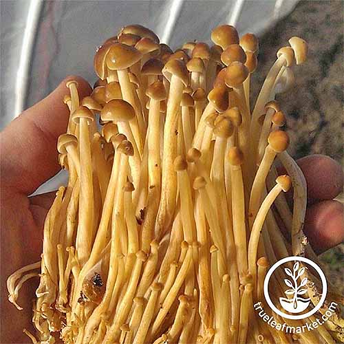 A hand holds a cluster of grown and golden enoki mushrooms, with long, noodle-like stems and brown caps.
