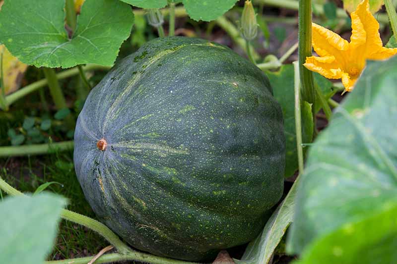 Large green kabocha squash growing in the garden, on a green vine with an orange flower and big green leaves.