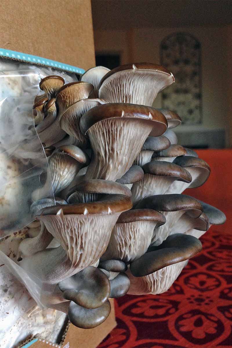 A close up vertical image of brown mushrooms with gray stems growing out of a cardboard box filled with a growth medium and wrapped with clear plastic, with a red and burgundy patterned carpet in the background.