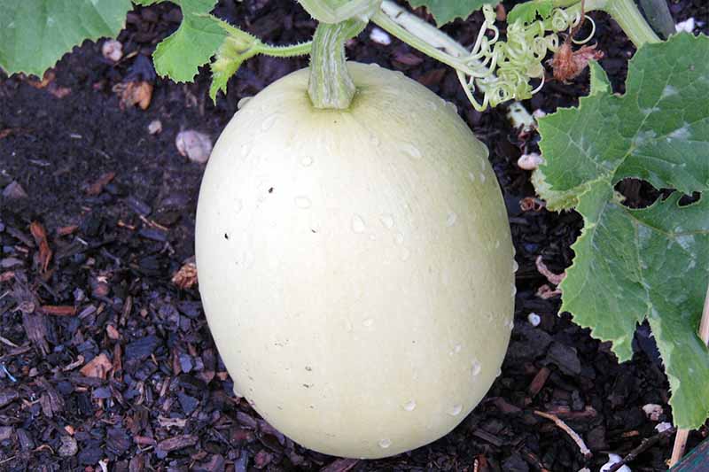 Pale white spaghetti squash growing on a green vine with curly tendrils and large green leaves, on top of dark brown soil with wood mulch mixed into it.