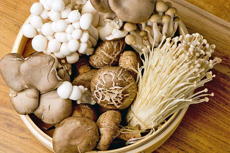 A round bamboo steamer basket is filled with a selection of five different type of brown andwhite mushrooms, including enoki, crimini, and oyster, on a brown wood background.