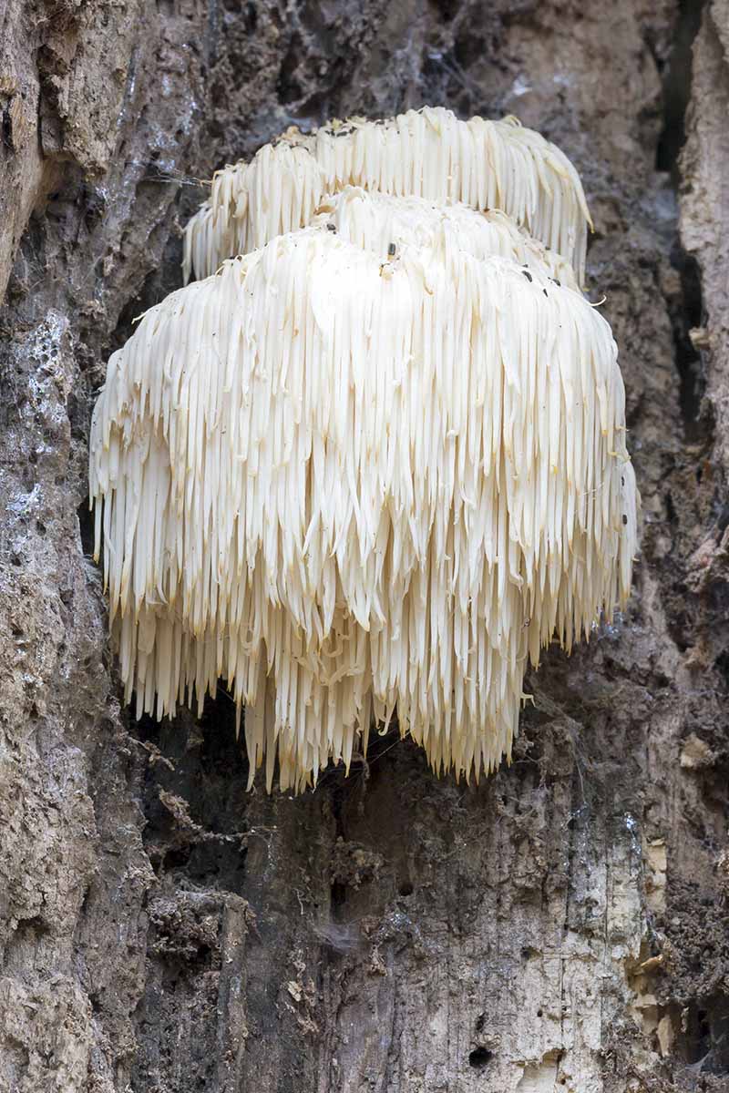 A close up vertical image of white icicle-like lion's mane mushrooms growing out of a dead tree stump with gray bark.