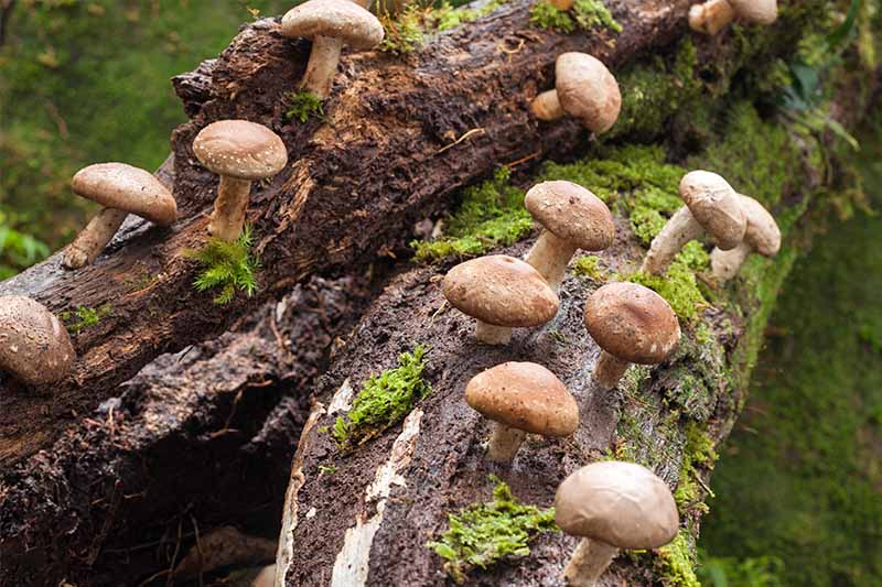 Brown mushrooms emerge from two logs with green moss growing around them pictured on a soft focus background.