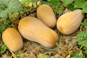Four butternut squash growing on a green vine with large green leaves, on a bed of dried brown leaves.
