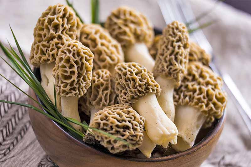 A brown ceramic dish of morel mushrooms with green chives, on a white cloth background.