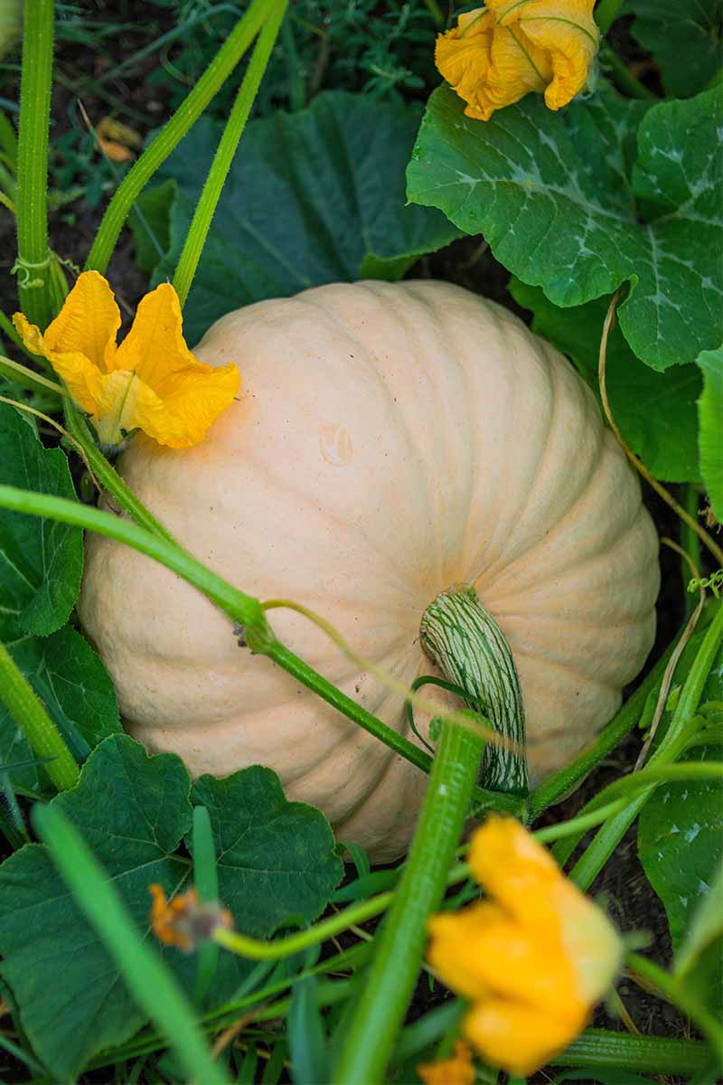 A pale peach-colored pumpkin growing on a green vine, with yellow-orange flowers and large green leaves.