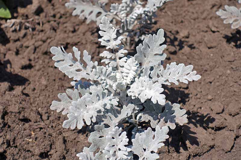 Two silver-colored Jacobaea maritima plants growing in rows in brown soil, in bright sunshine.