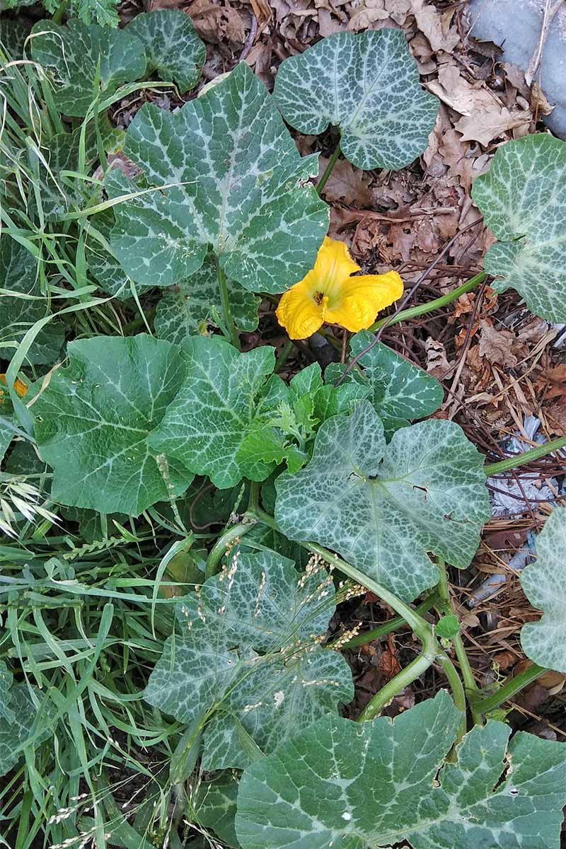 A green pumpkin vine with large, dark green leaves and a yellow-orange flower.