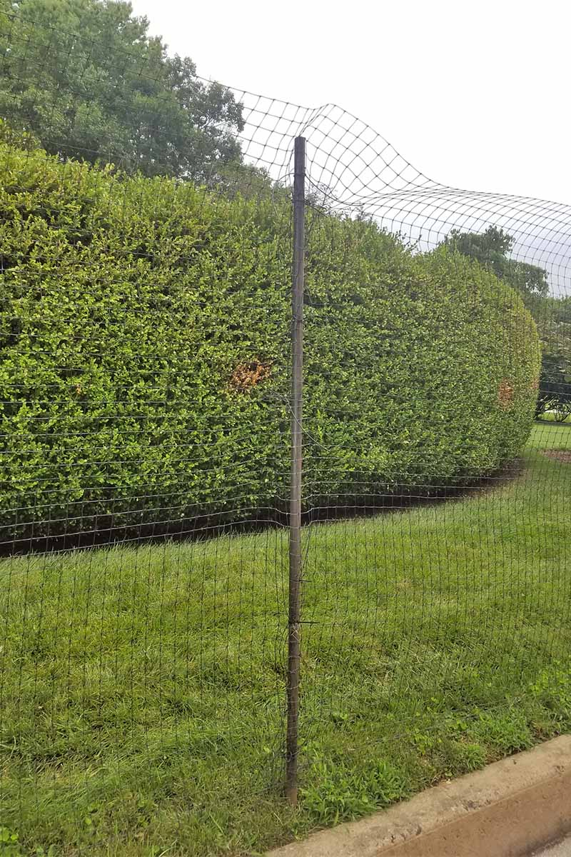 Closeup of a fence post in the middle of the frame, supporting deer fencing with a cement curb, green lawn, and green pruned shrubs.