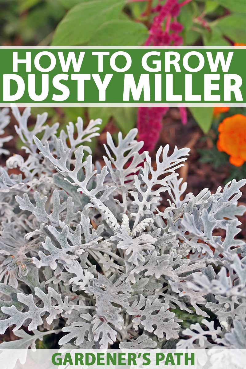 how to grow dusty miller in the garden | gardener's path