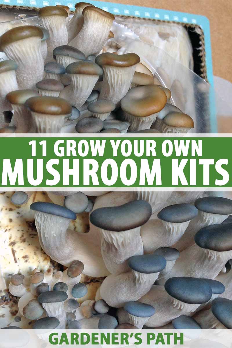 Grey Oyster Mushroom Grow Kit 