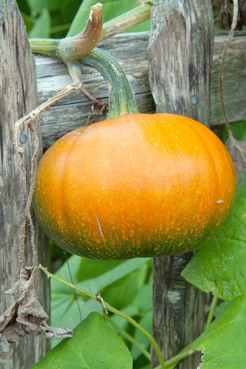 A young green and orange pumpkin growing on a thick green vine against a wooden fence, with large lighter green leaves.