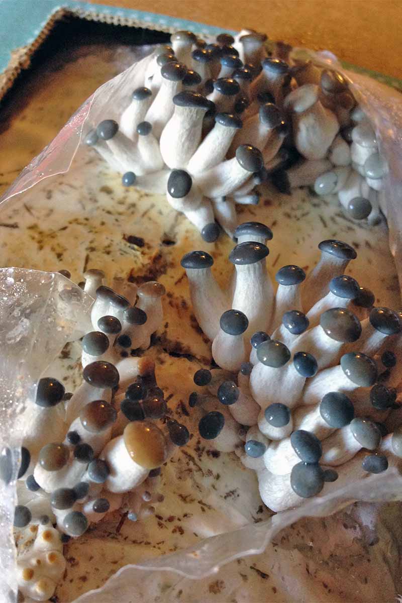 Mushrooms with long white stems and shiny gray tops emerge from a white substrate topped with plastic to hold in moisture.