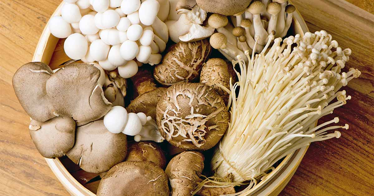 The Best 11 Mushroom Kits To Grow Your Own Gardener S Path