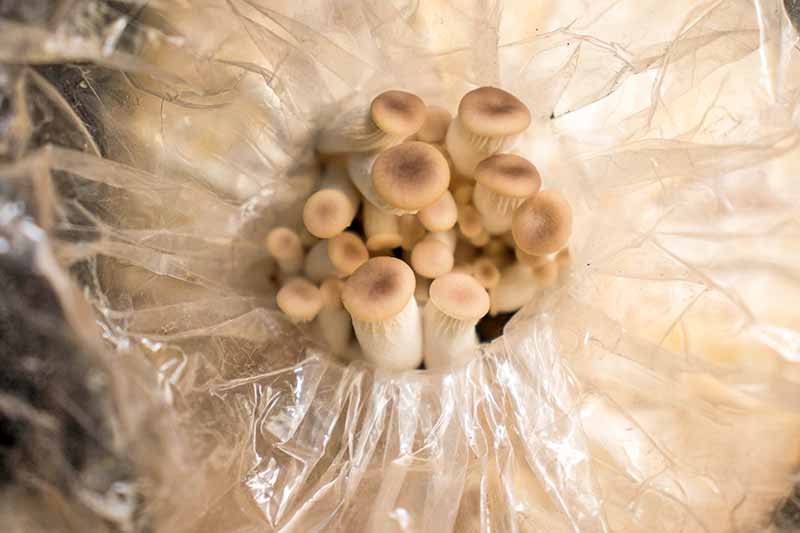 A close up horizontal image of small white mushrooms with round tops growing through a whole in a large, clear piece of plastic.