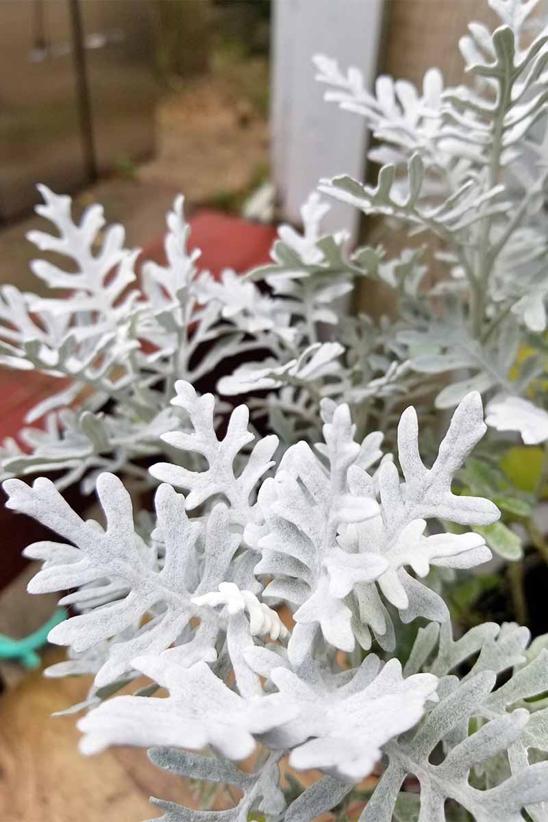 Closeup of white dusty miller plants, with feathery leaves, on a patio.