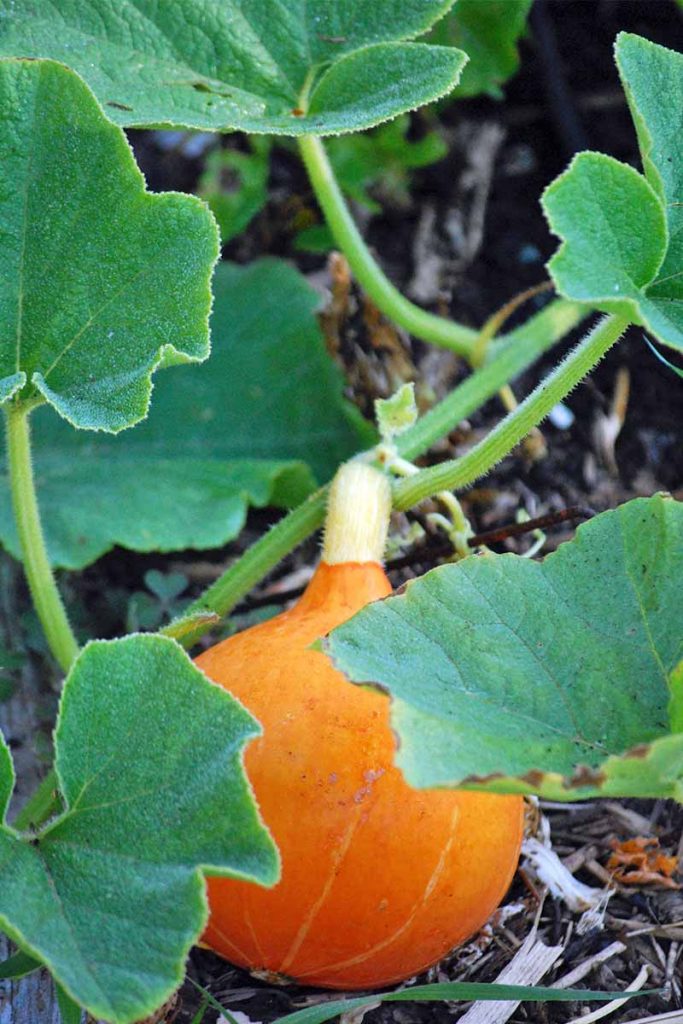 The Complete Guide To Growing Winter Squash Gardeners Path