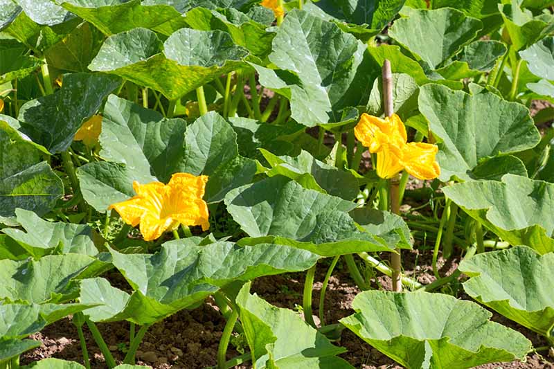 Orange squash blossoms growing among large green leaves in the sunshine.
