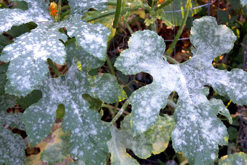 White mold growing on broad squash leaves.