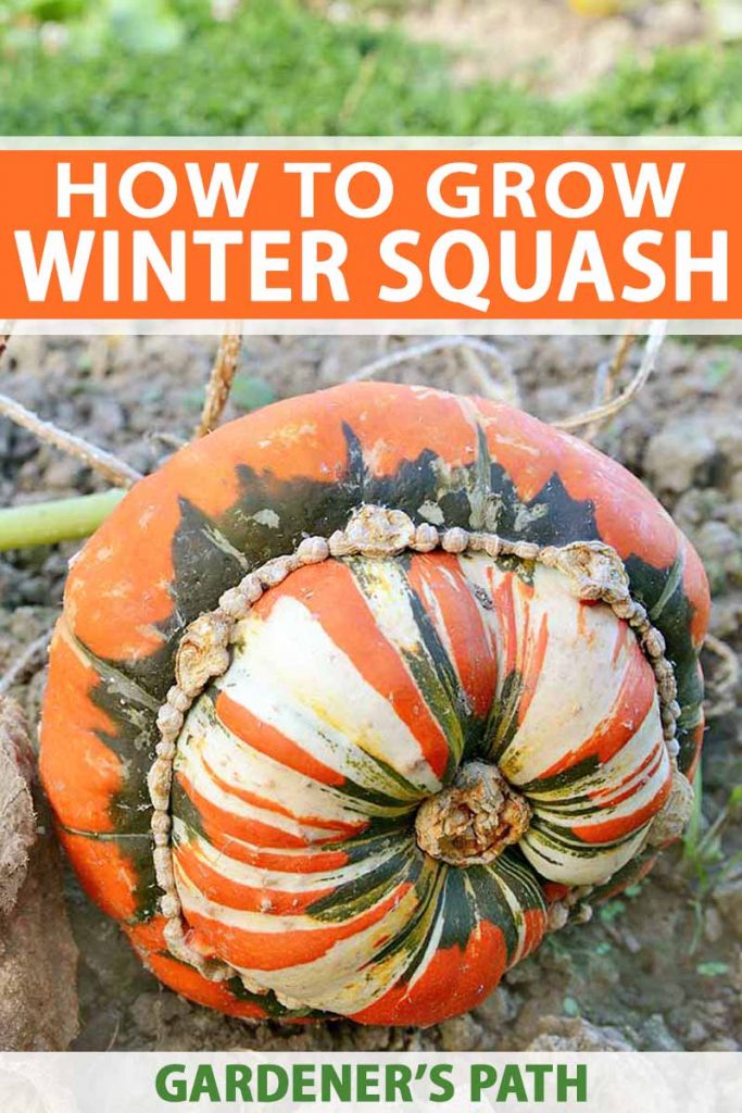 A lumpy orange, green, and white turban squash growing on a green vine on brown soil, with grass in the background, and orange, white, and green text.
