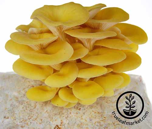 Yellow oyster mushrooms growing on sawdust substrate, isolated on a white background. To the bottom right of the frame is a black circular logo and text.