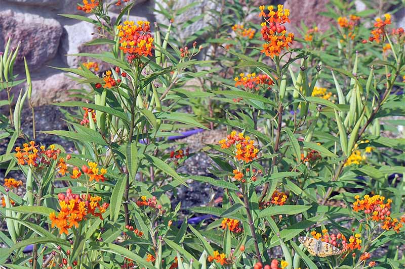 Red and yellow Asclepias flowers with narrow green leaves.