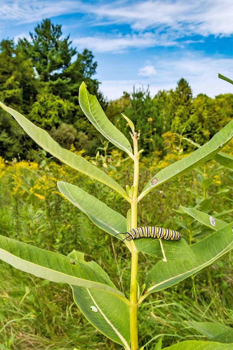 What Zone Does Milkweed Grow In