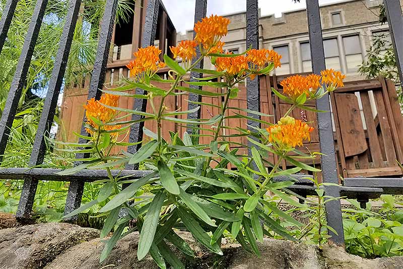Upward-facing shot of orange milkweed flowers with green leaves and long stems, growing in front of a metal fence, with a brown wood fence and a tan stucco building in the background.
