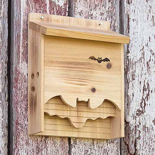 Build A Bat Box With Diy Instructions, Free Bat House Plans