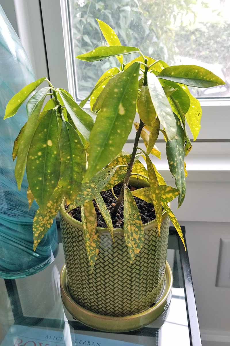 A small yellow and green spotted croton plant with drooping leaves, planted in a green decorative ceramic pot filed with dark brown soil, on a glass table with a black stained wood frame, next to a tall blue glass vase, in front of a window.